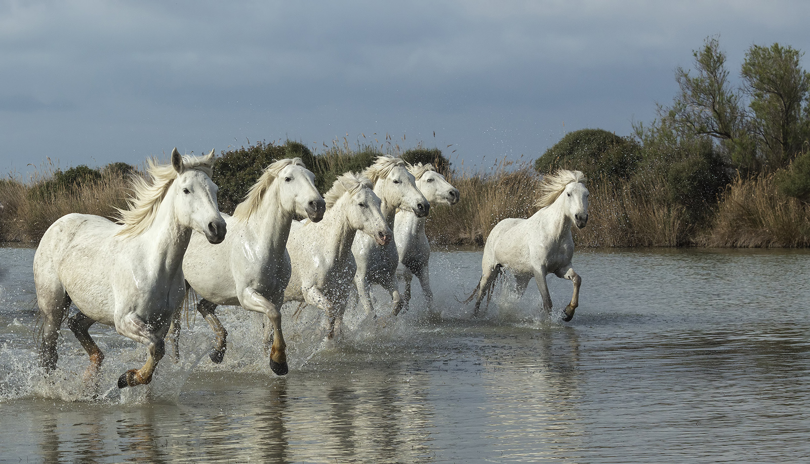 Wild white horses of Cam