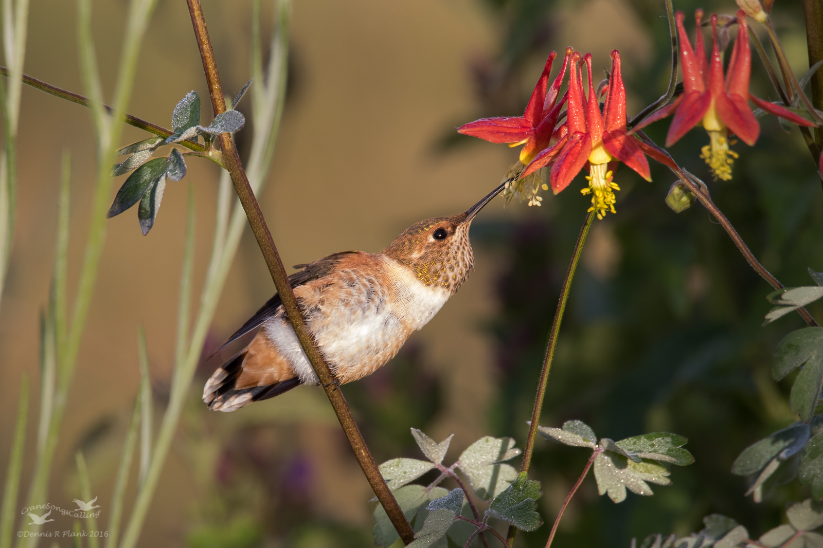 Garden Hummingbird