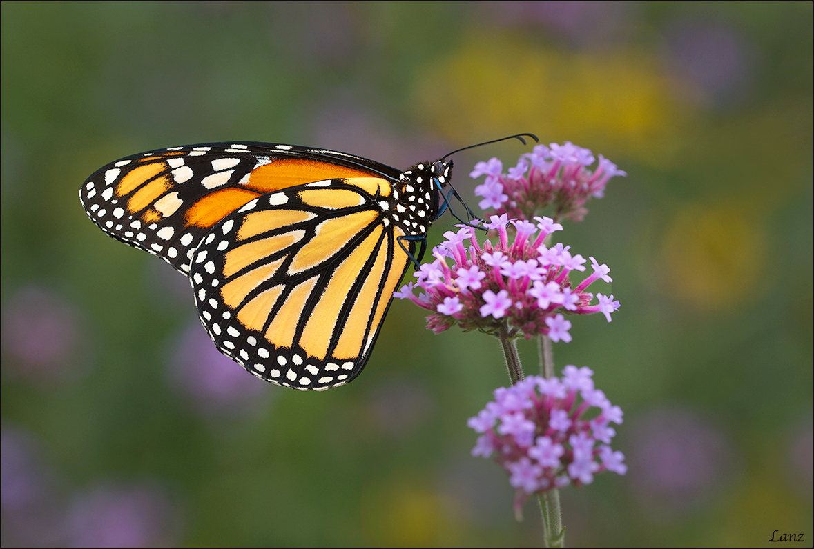Monarch