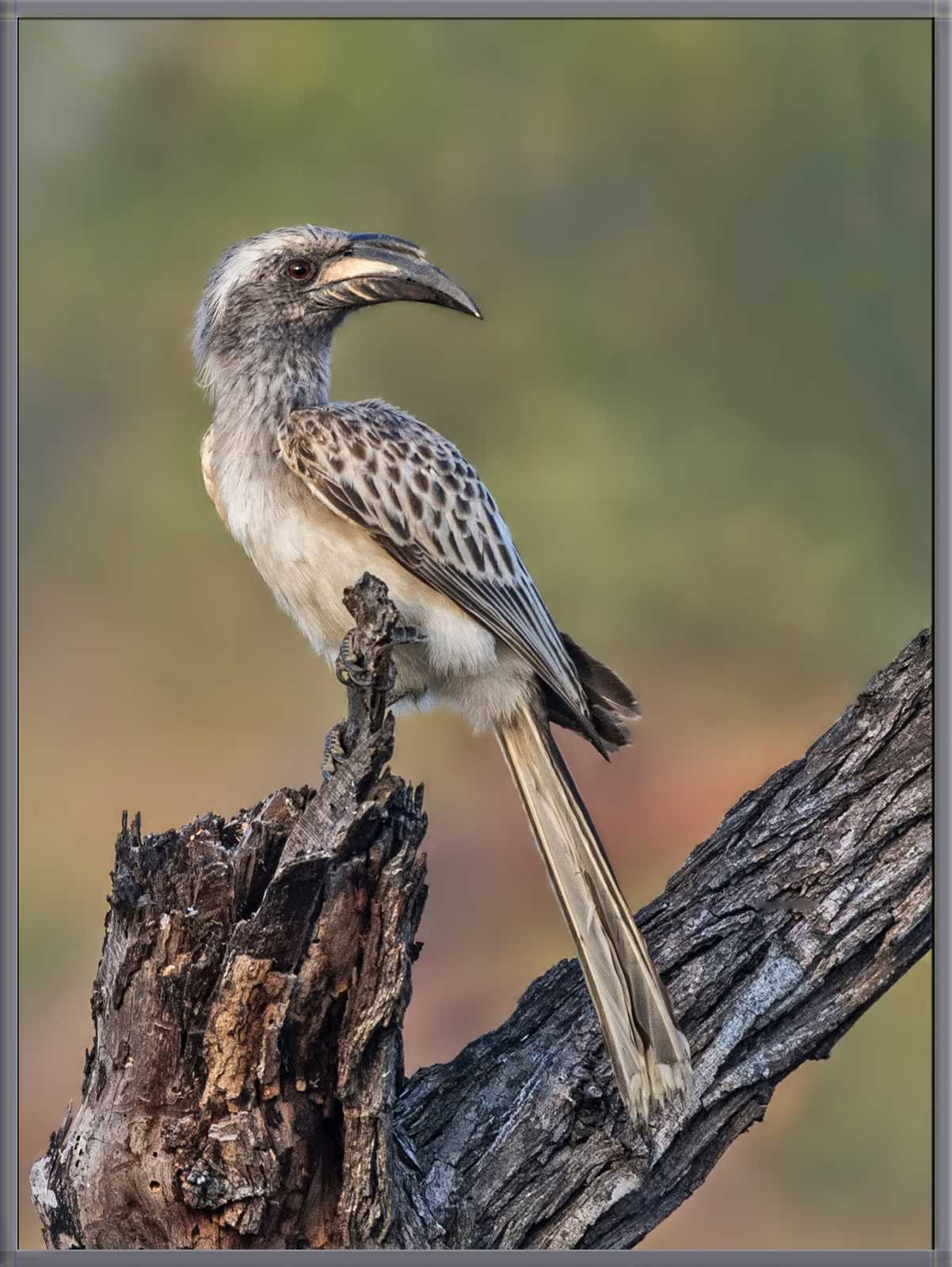 Gray Hornbill