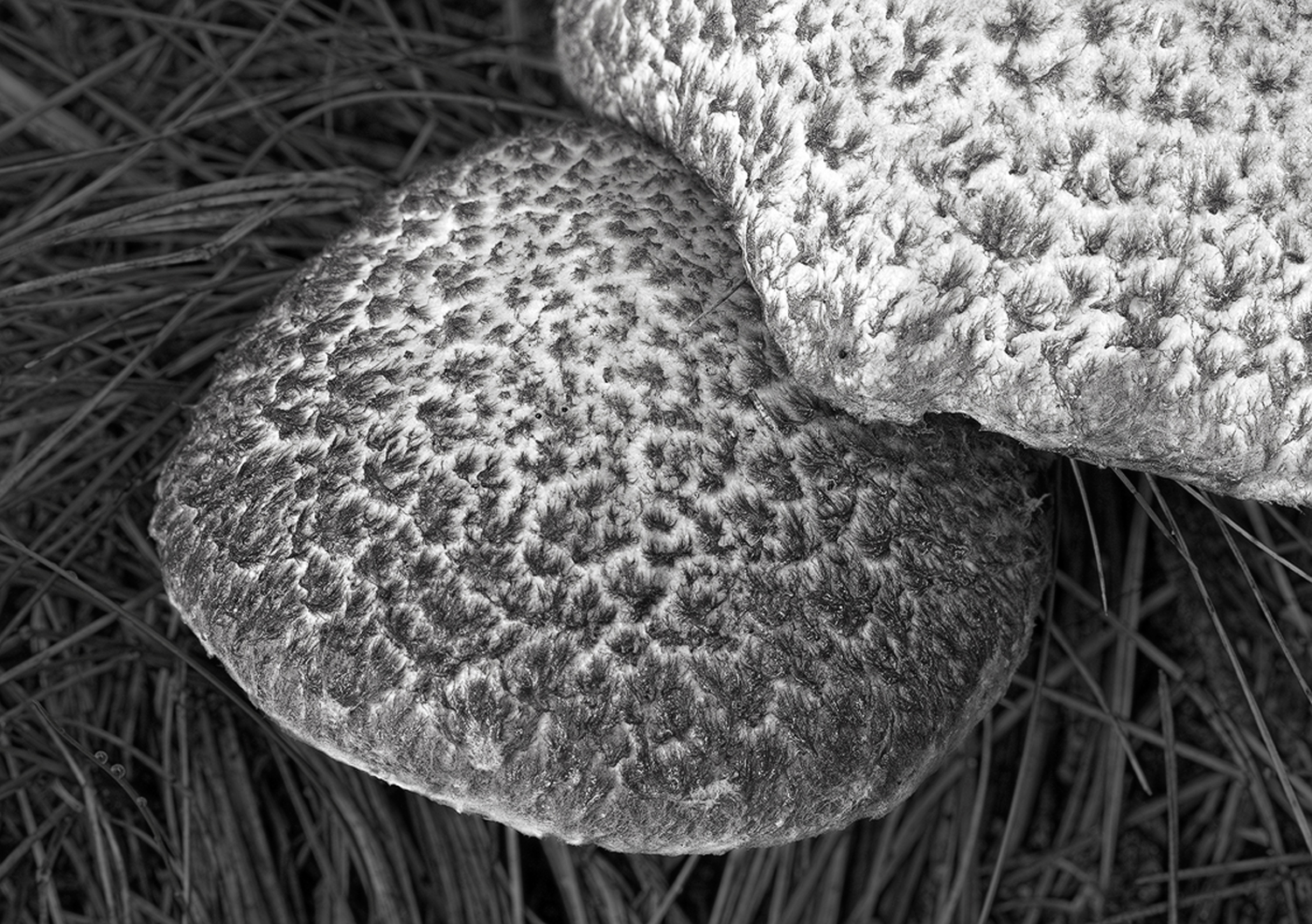 Mushroom Abstract