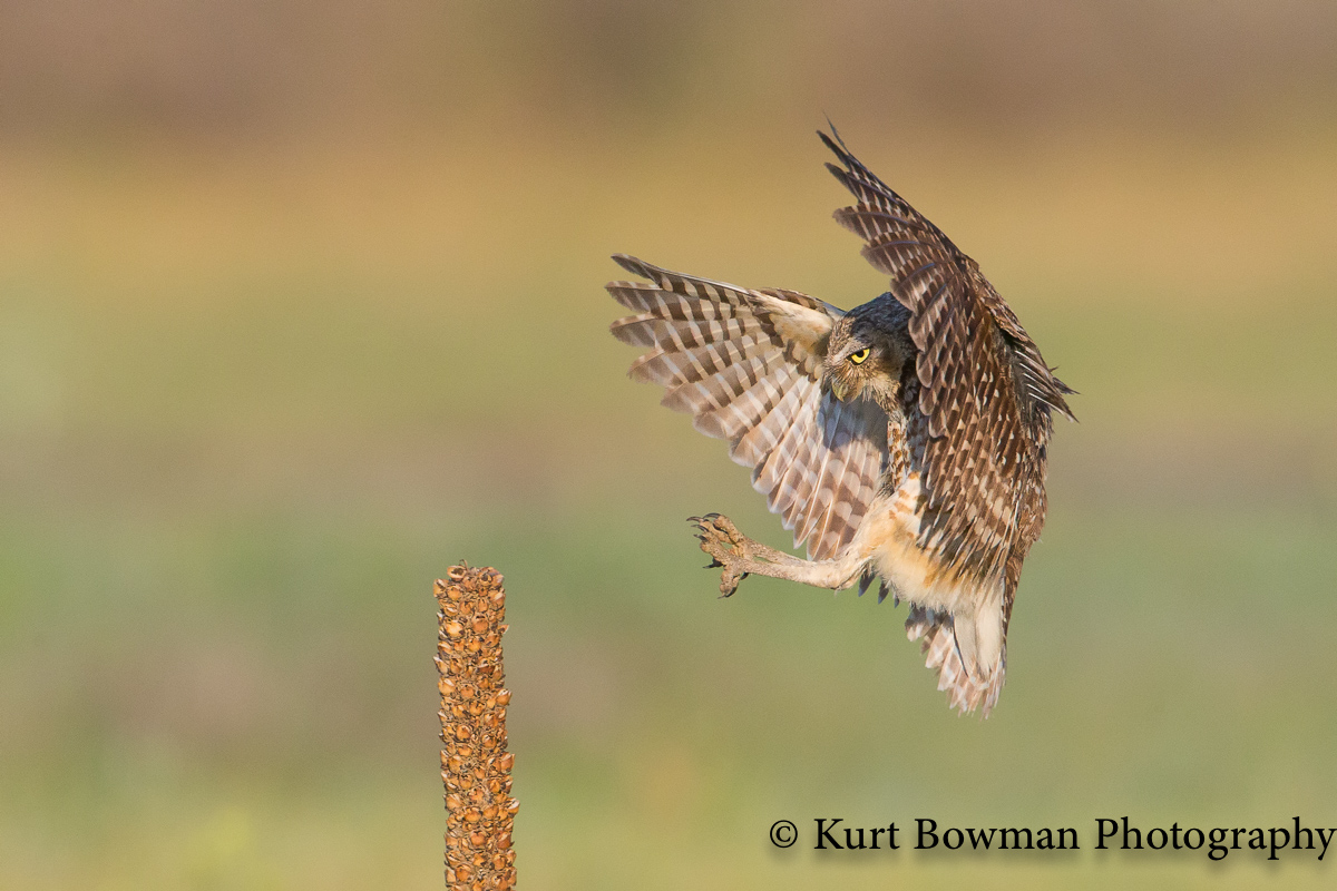 Burrowing Owl Landing 3