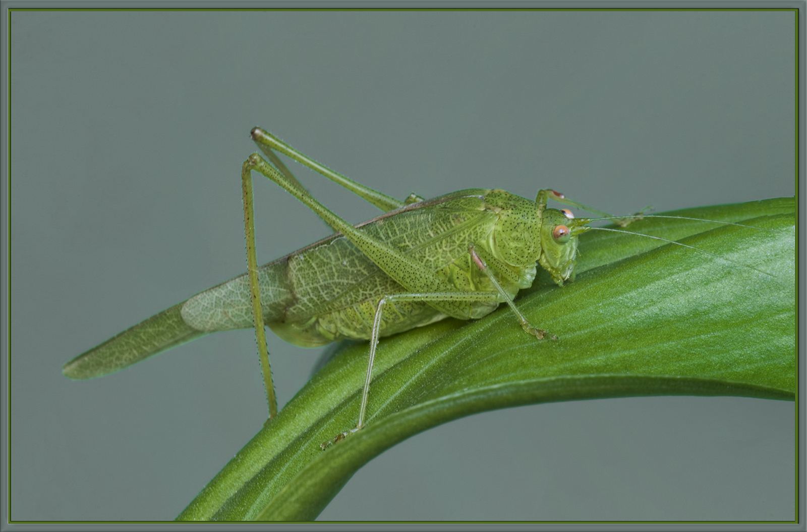It's Hard to be Green