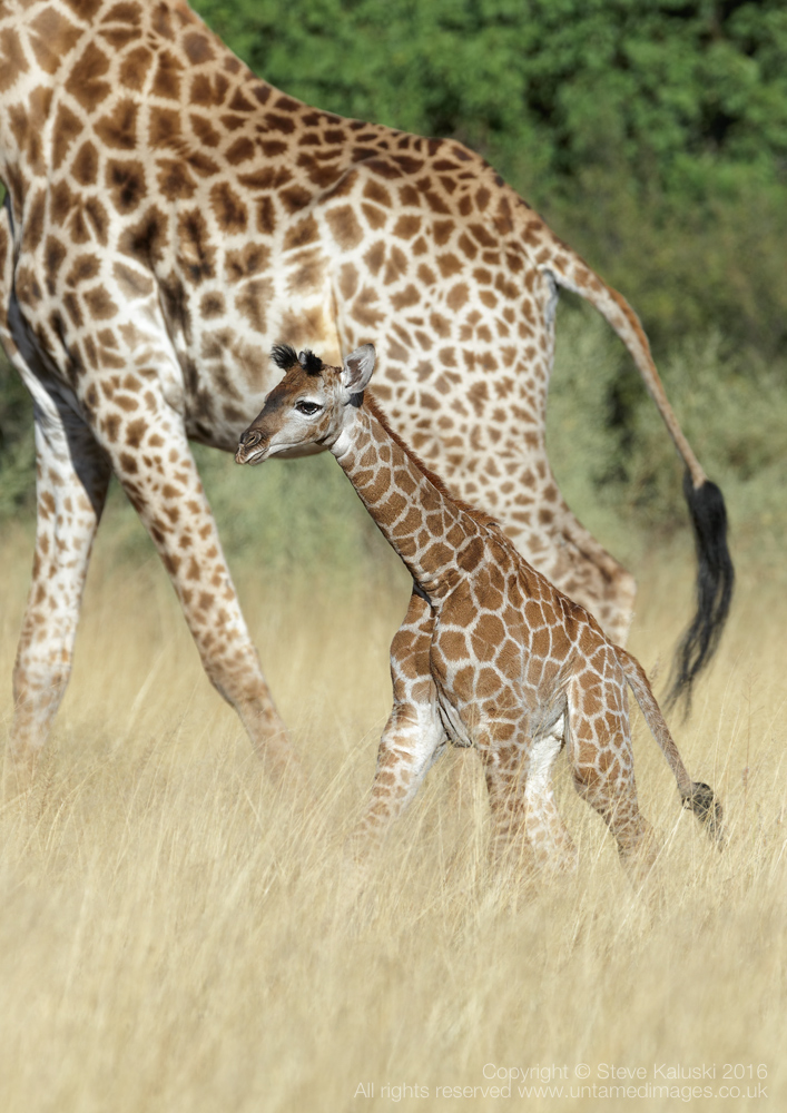 Young Giraffe