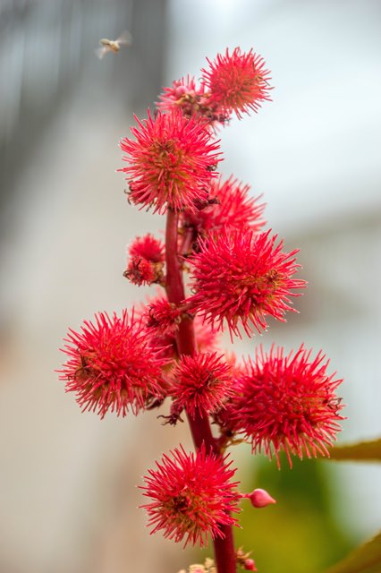 Castor Oil Plant