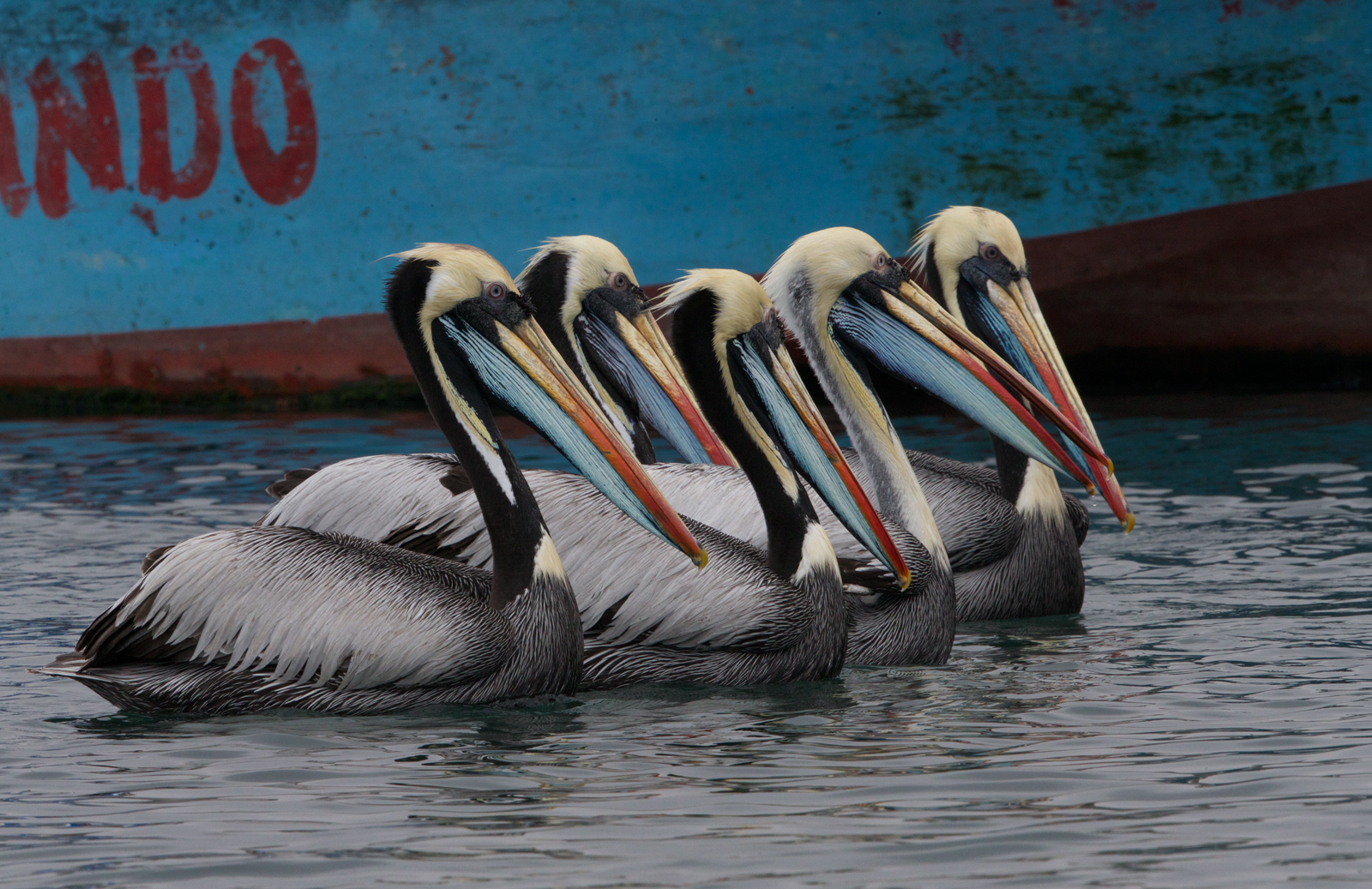Peruvian Pelicans
