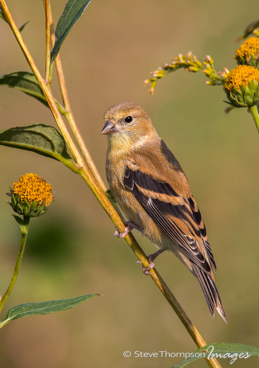 Goldfinch + Repost
