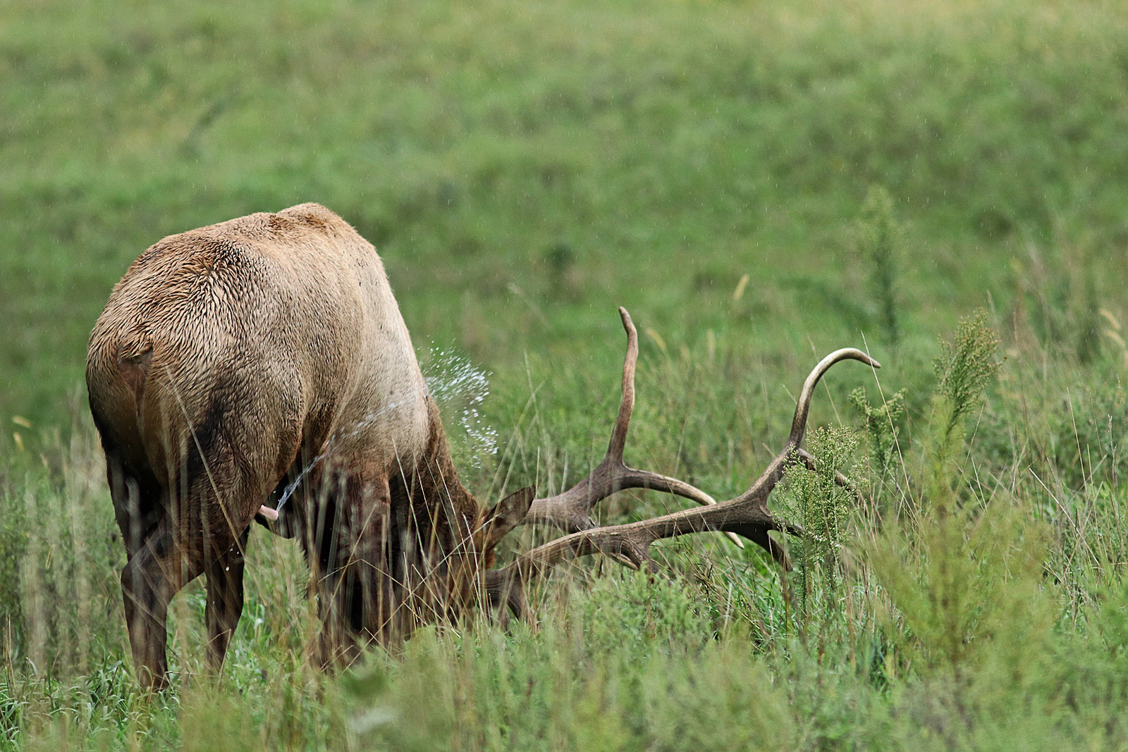 Elk P