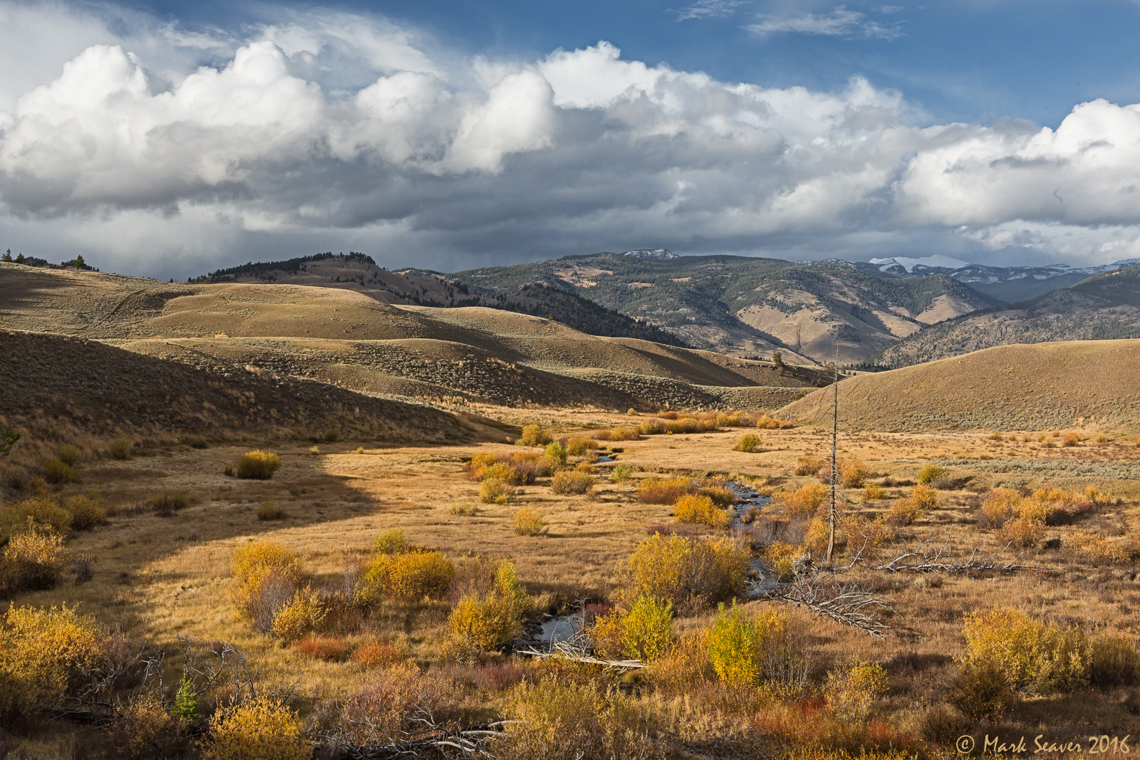 Blacktail Between Storms