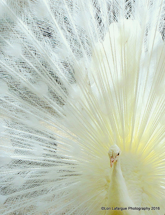 WC # 768--Angelic Peacock