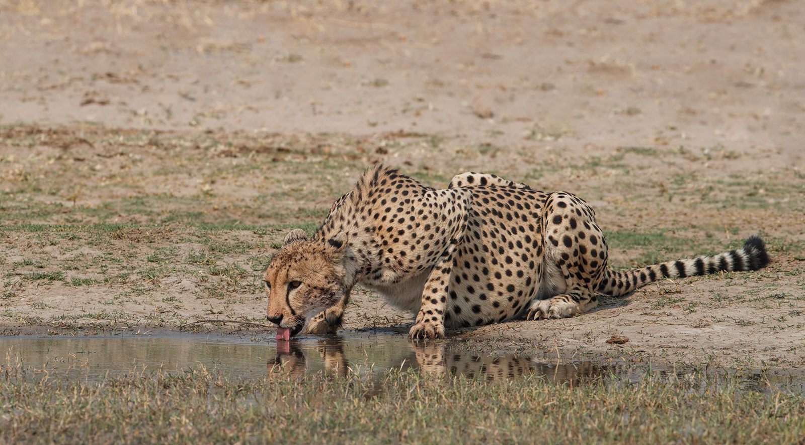 Thirsty Cheetah