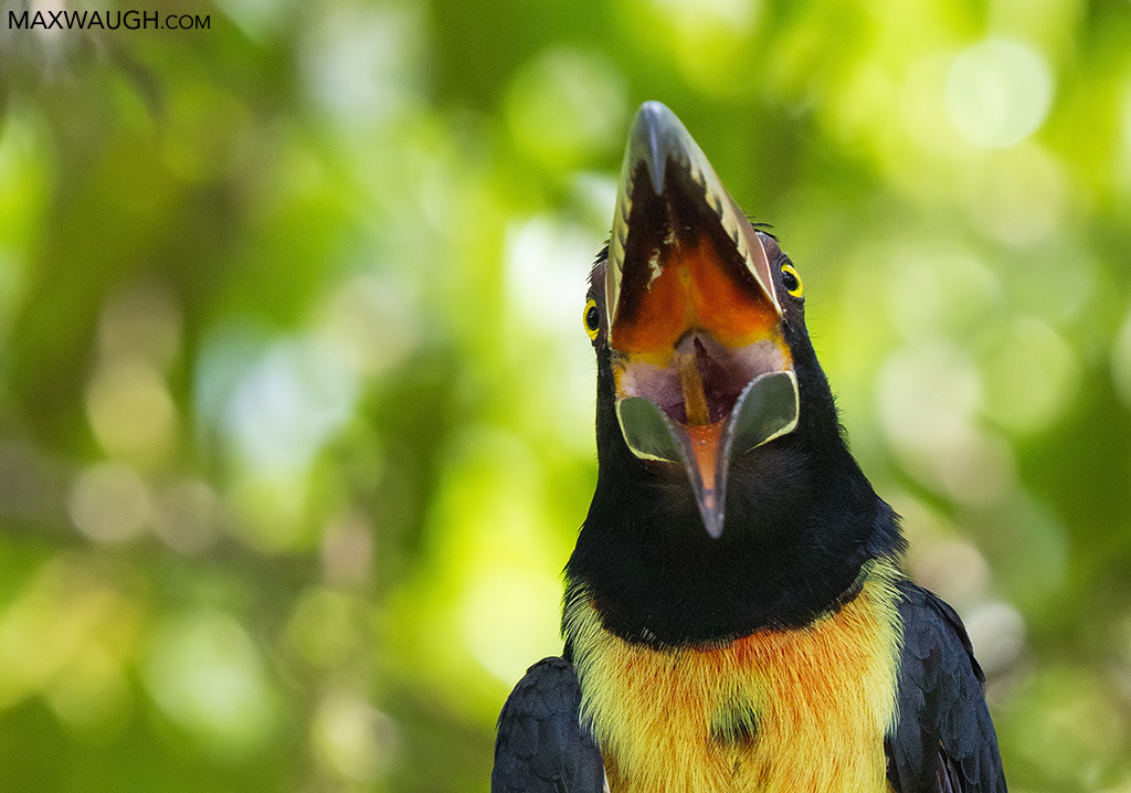 Collared Aracari
