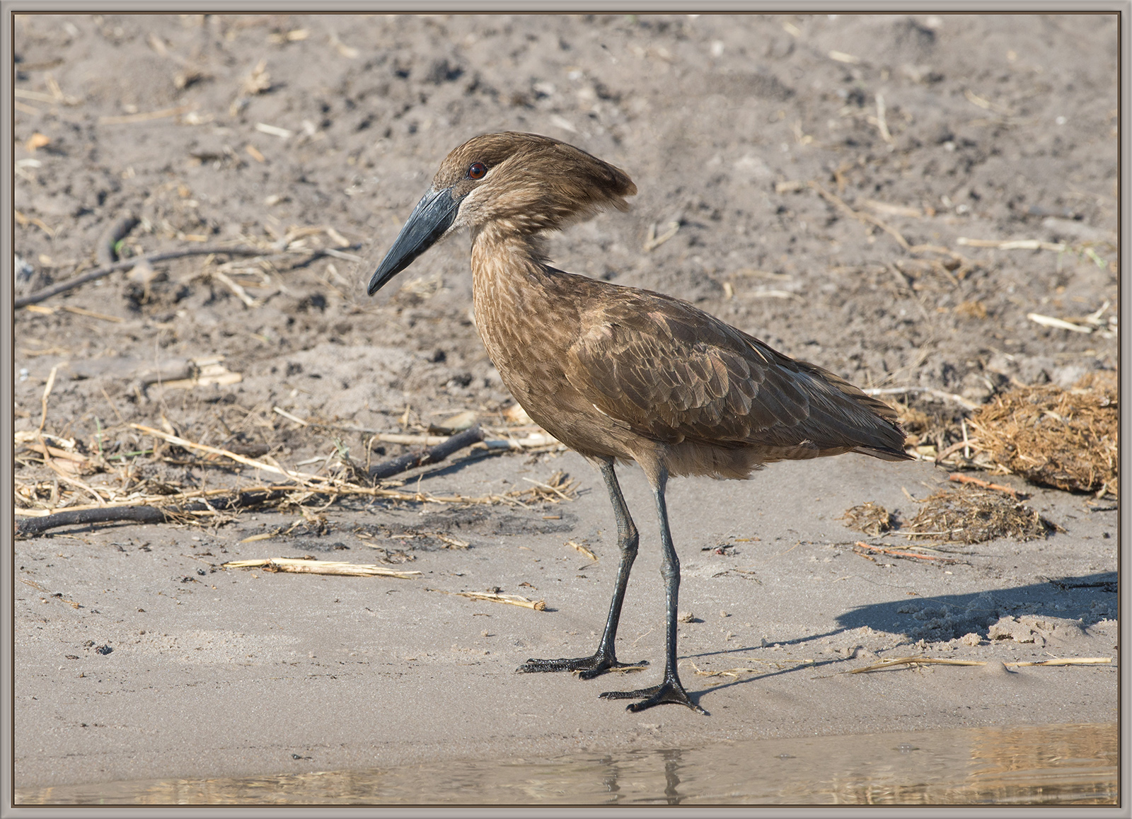 Hamerkop