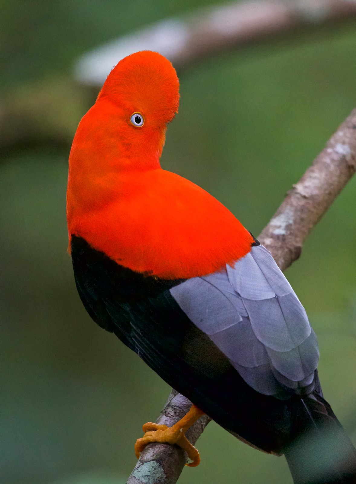 Andean Cock of the Rock