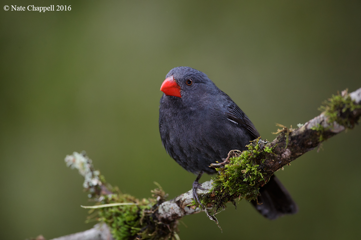 Black-throated Grosbeak