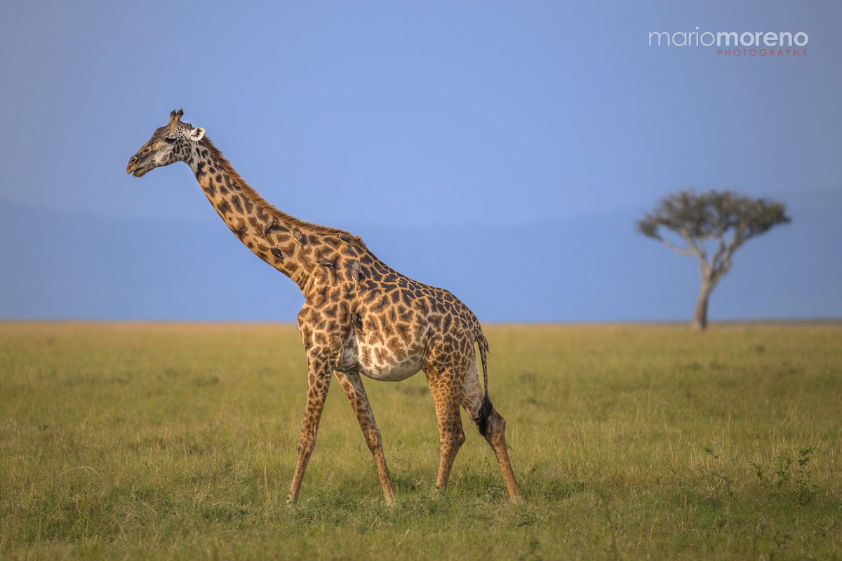 Giraffe of Mara North