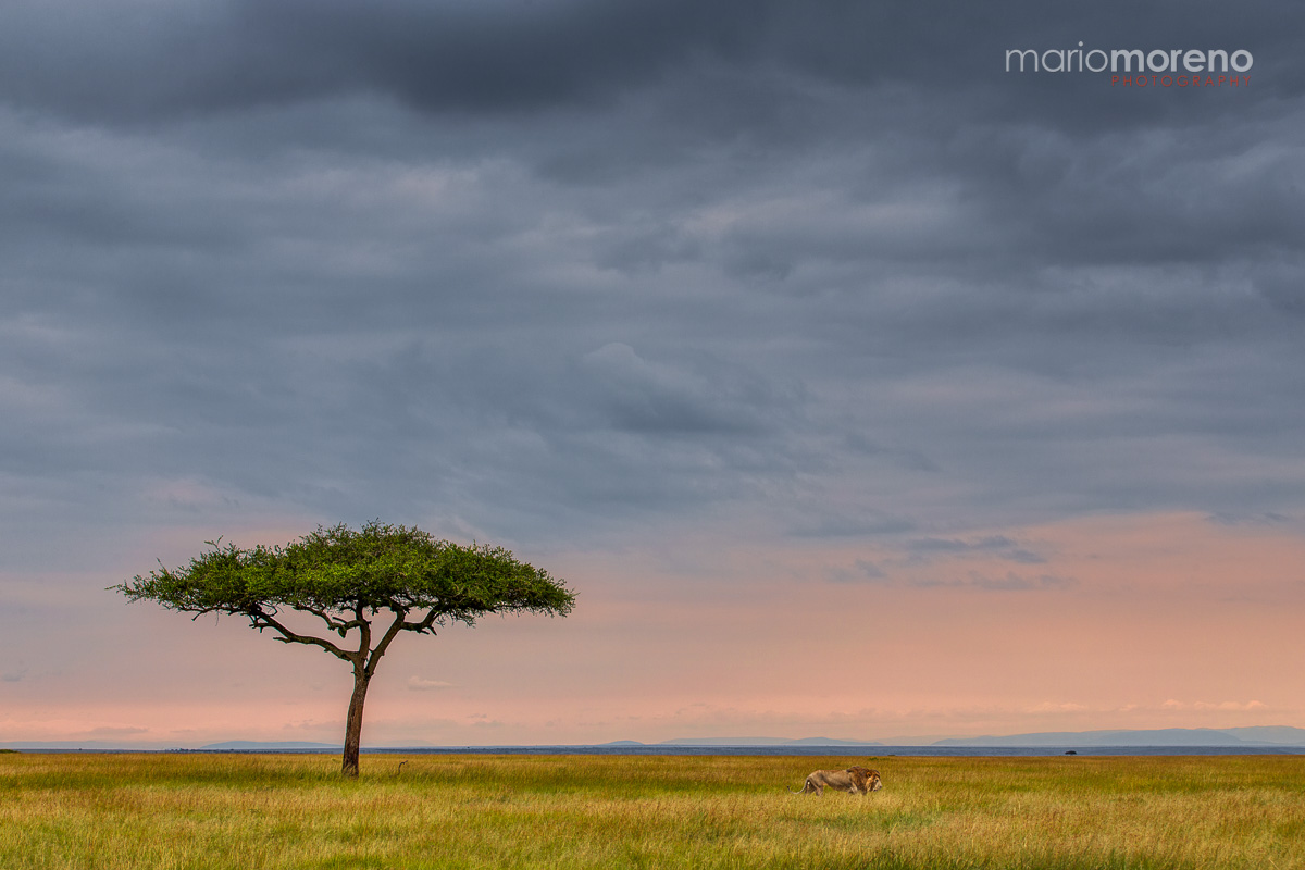 Lion Land