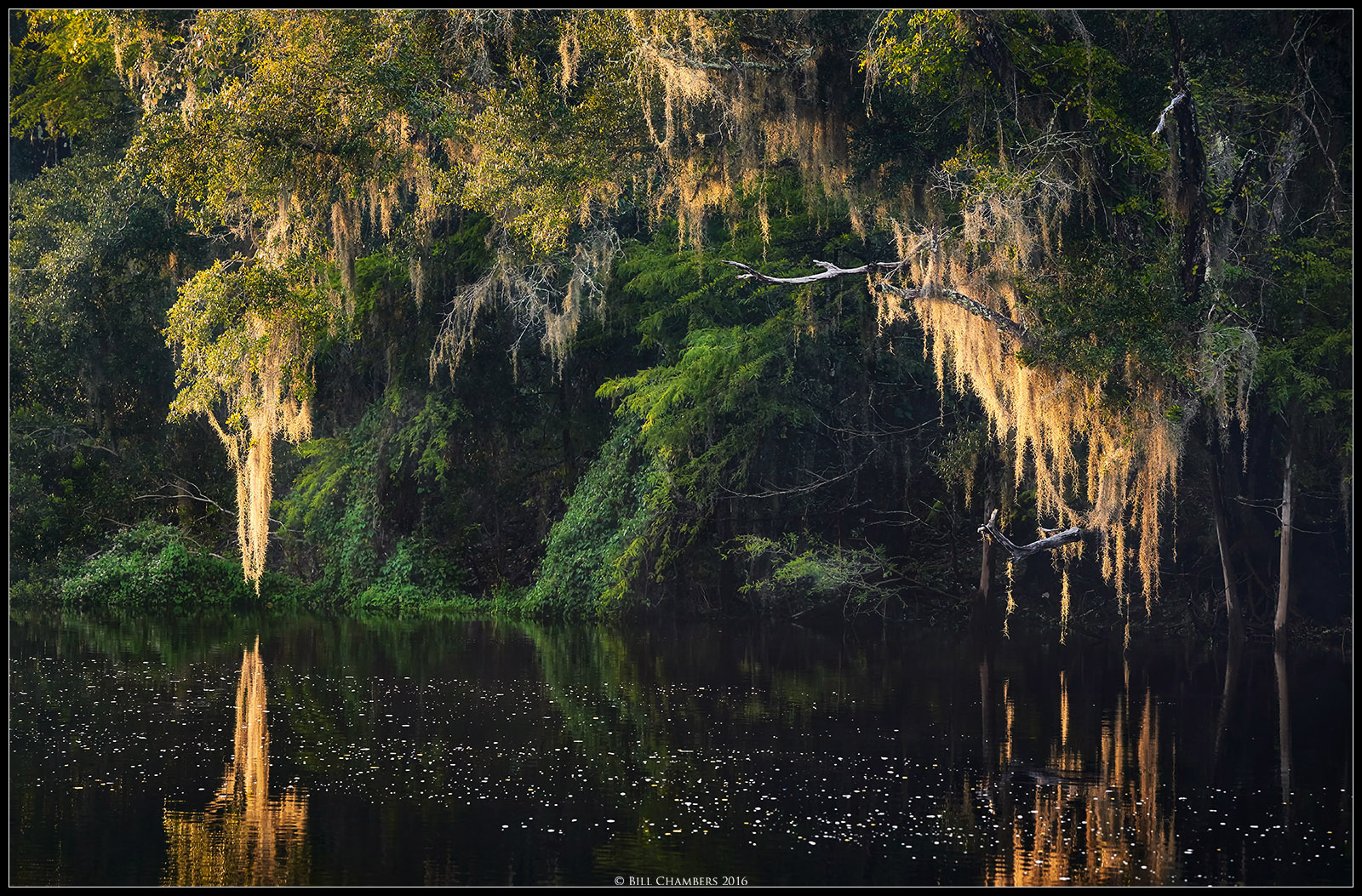 Spanish Moss at Sunset