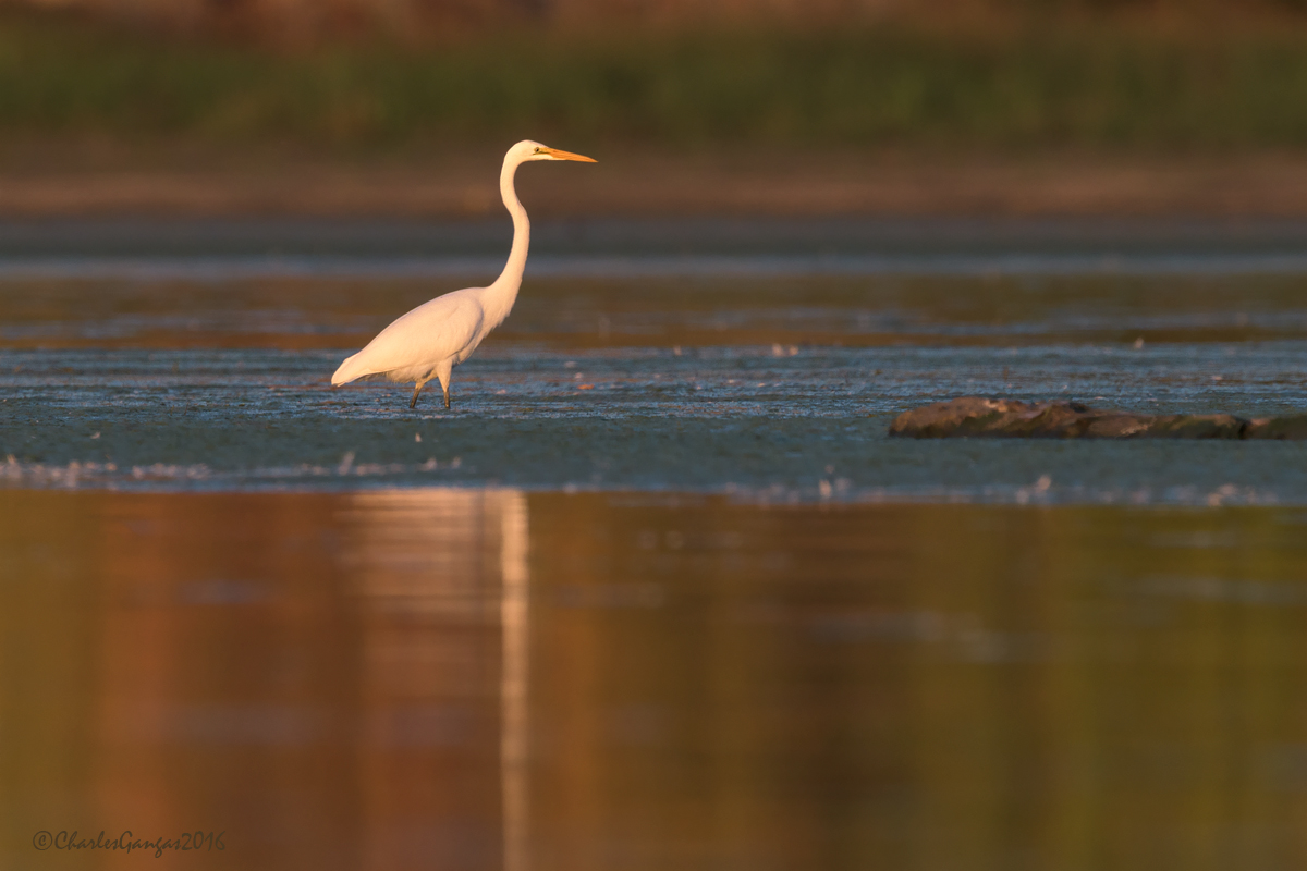 Egret in Autumn