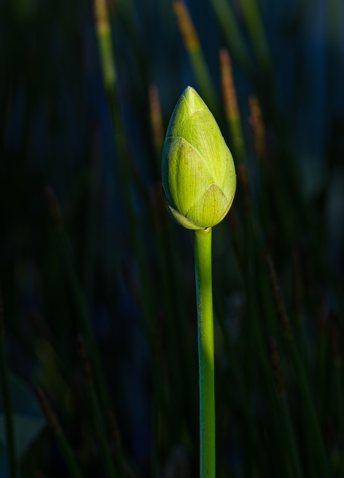  Lotus Bud + redo