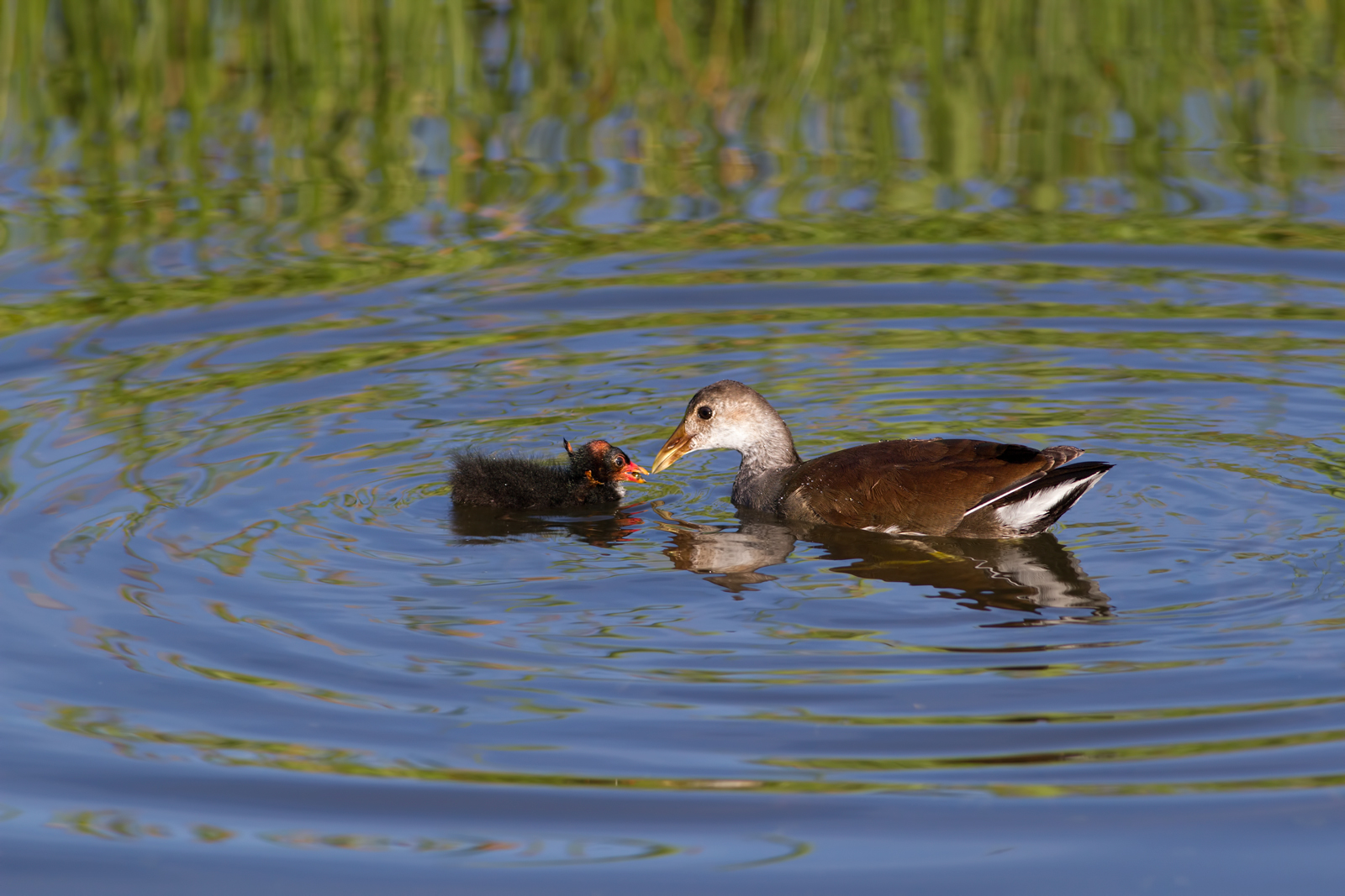 Common Gallinules + redo