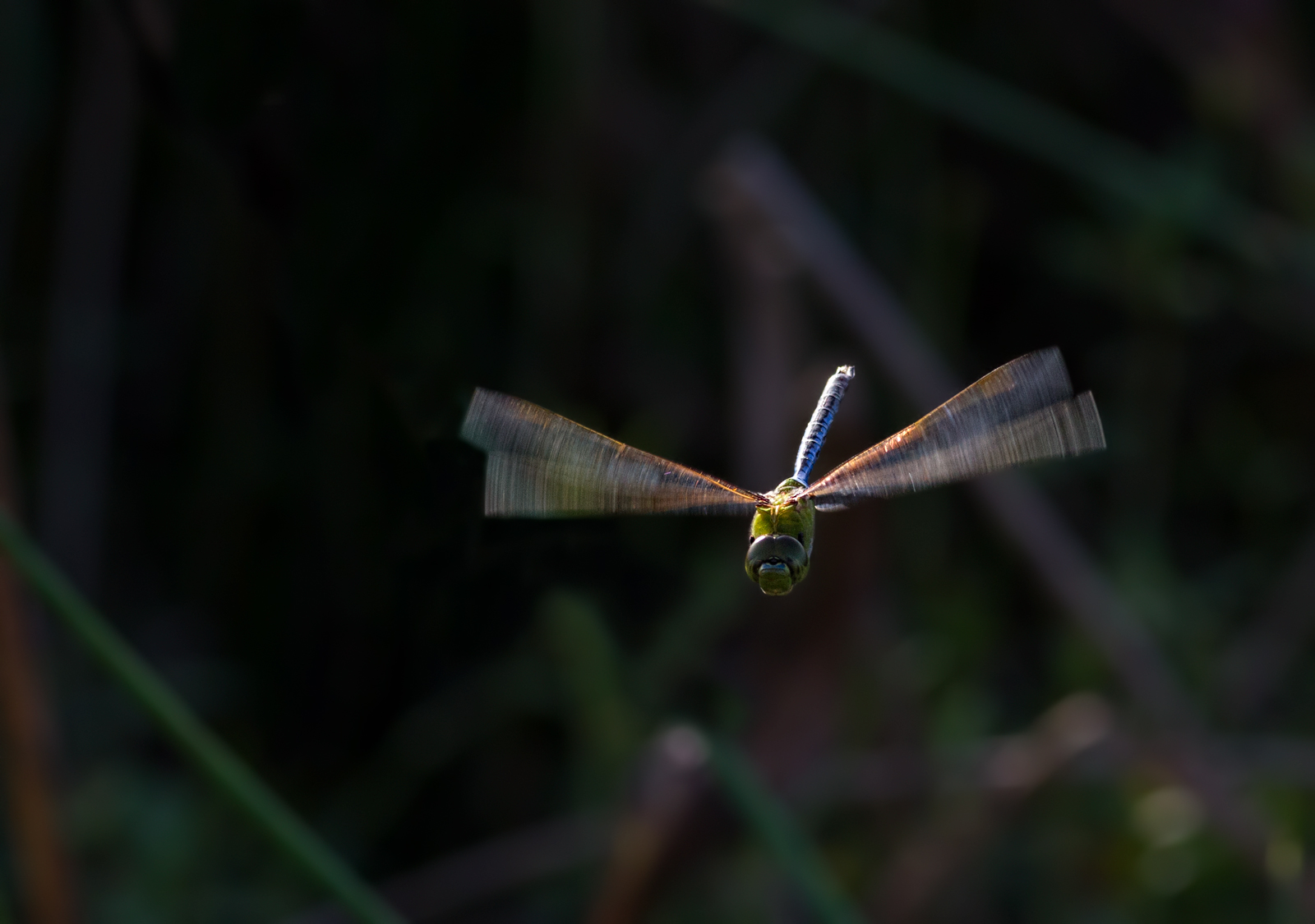 Green Darner + redo