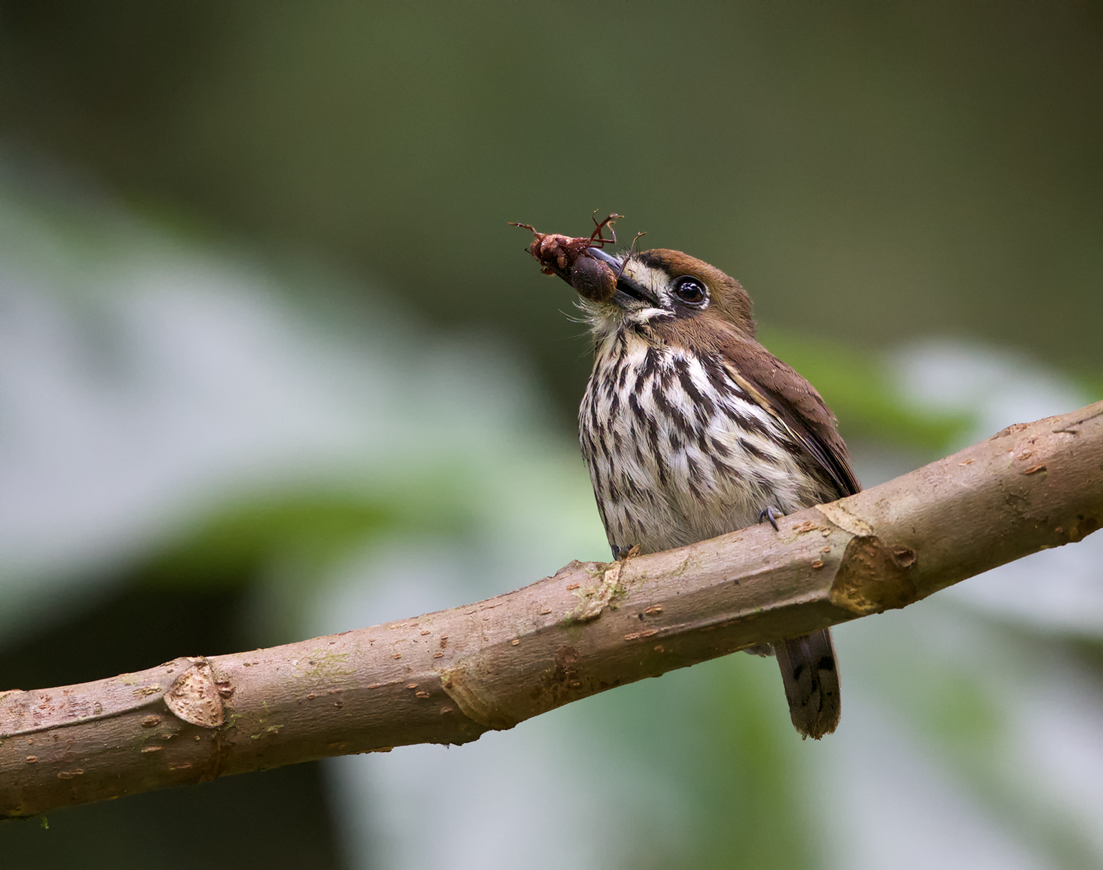 Lanceolated Monklet