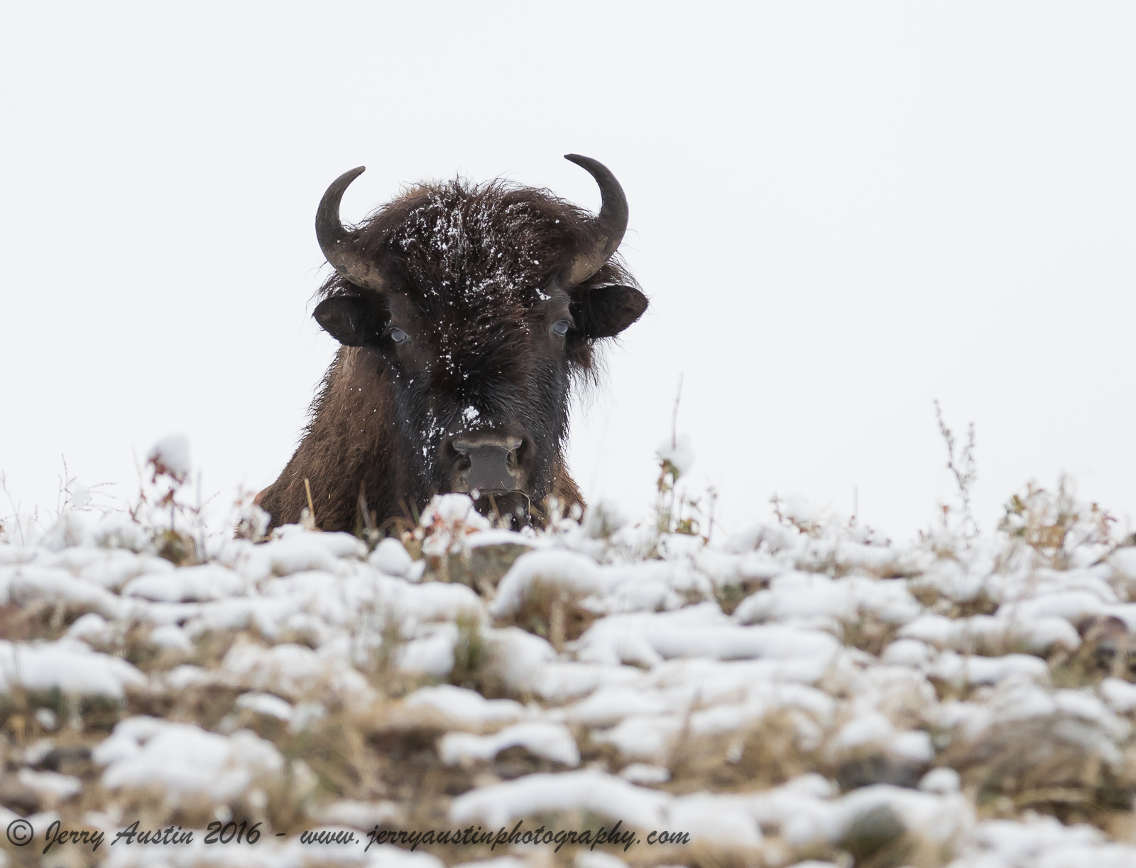 Snow Bison