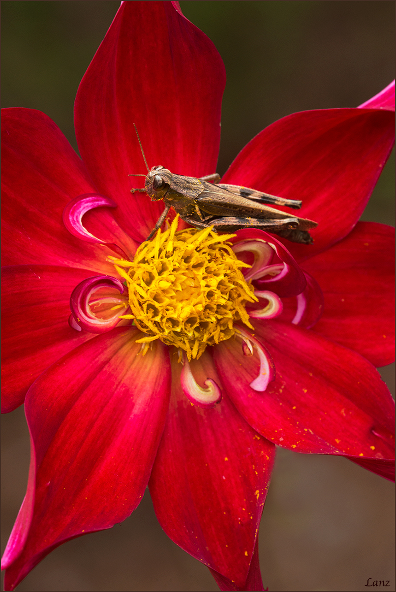 Grasshopper