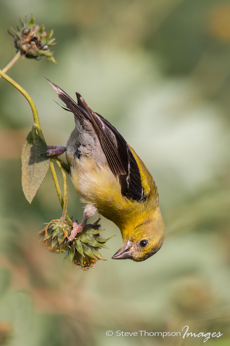 American Golfinch