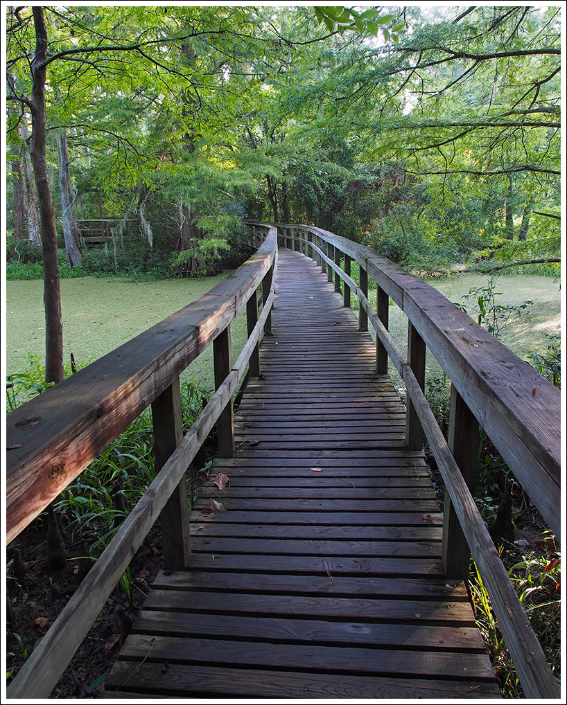 A walk in the Swamp