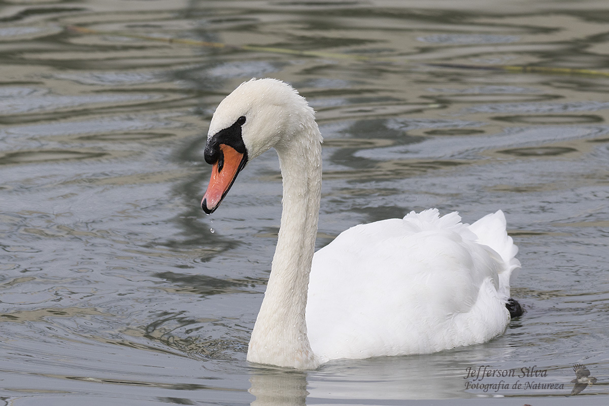 Mute swan