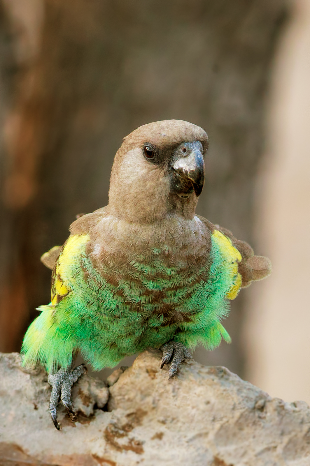 Myers Parrot
