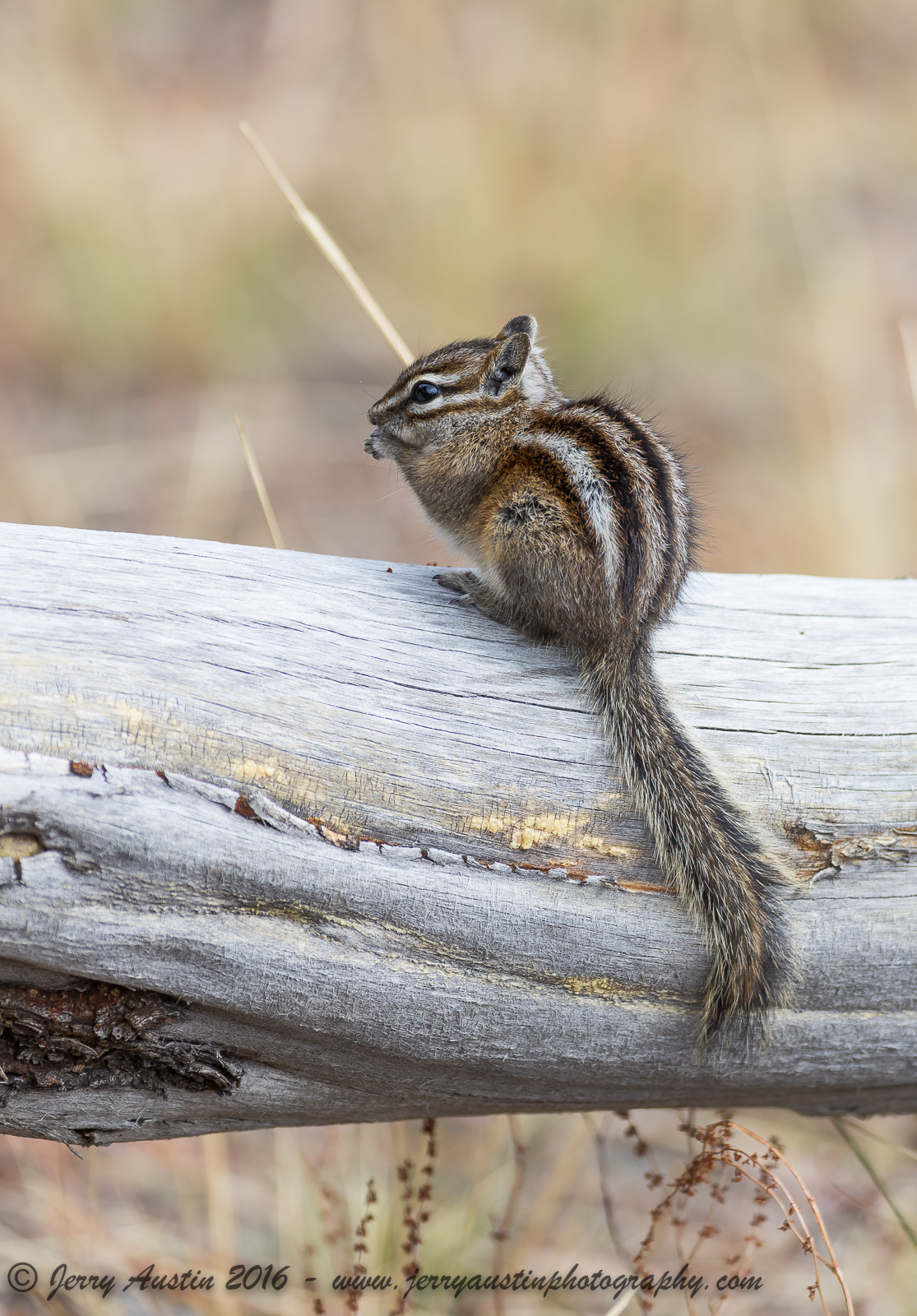 Yellowstone Grd Squirrel