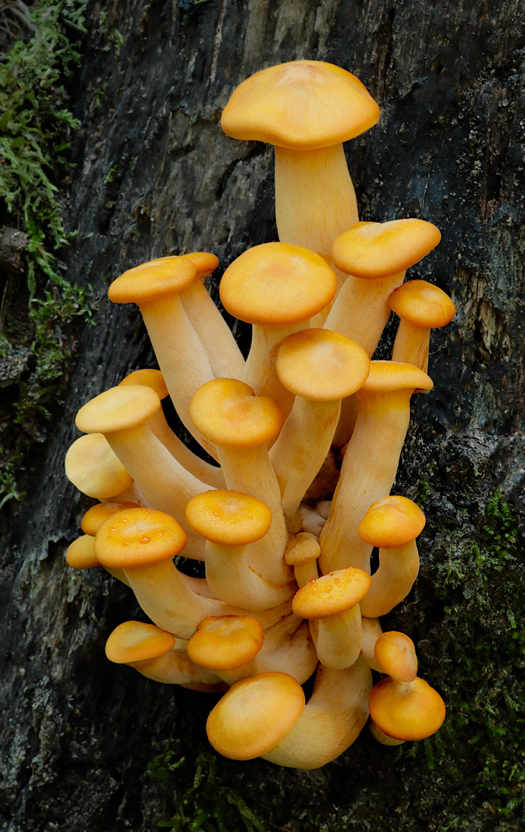 Friendly Fungus