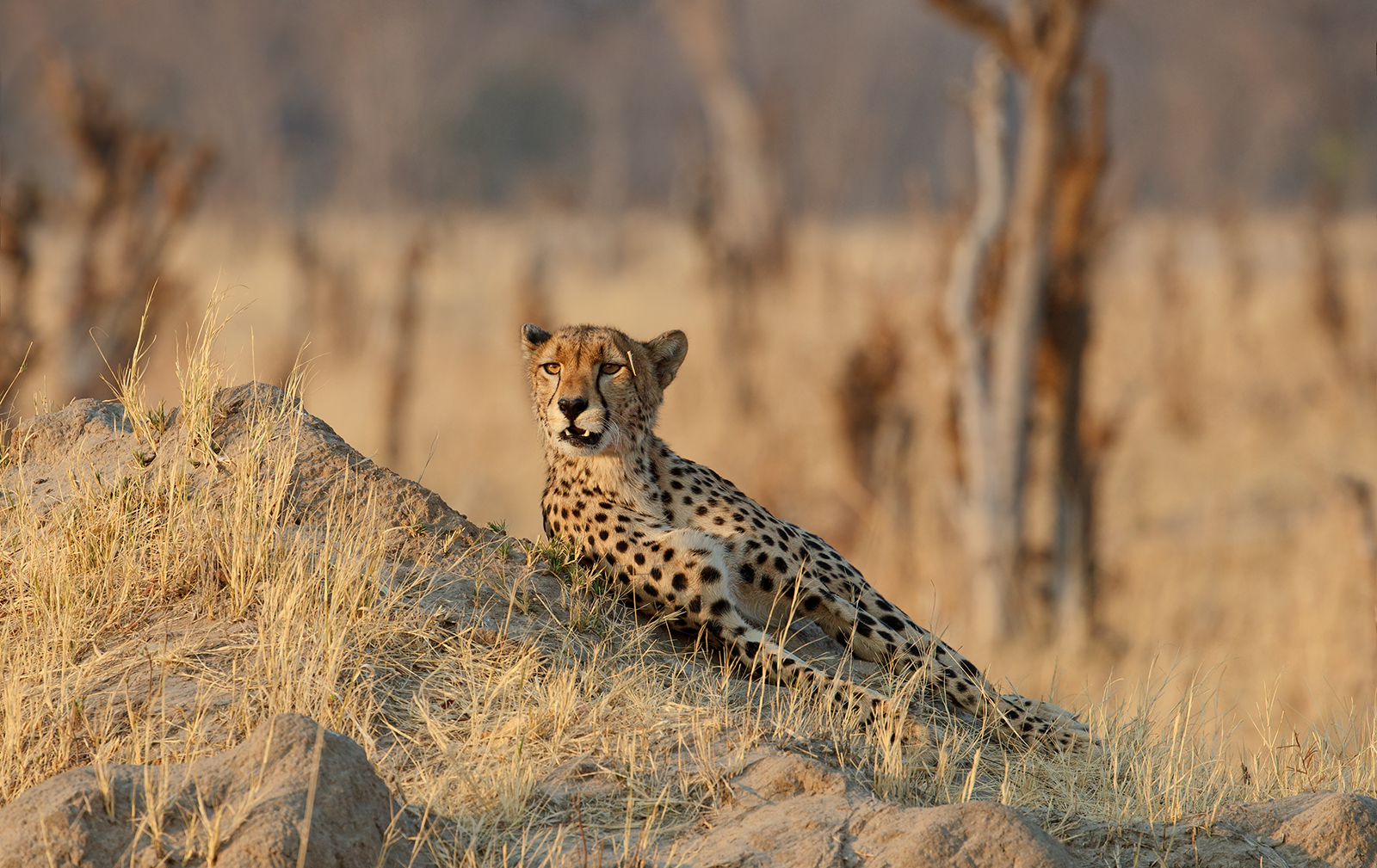 Relaxing Female Cheetah