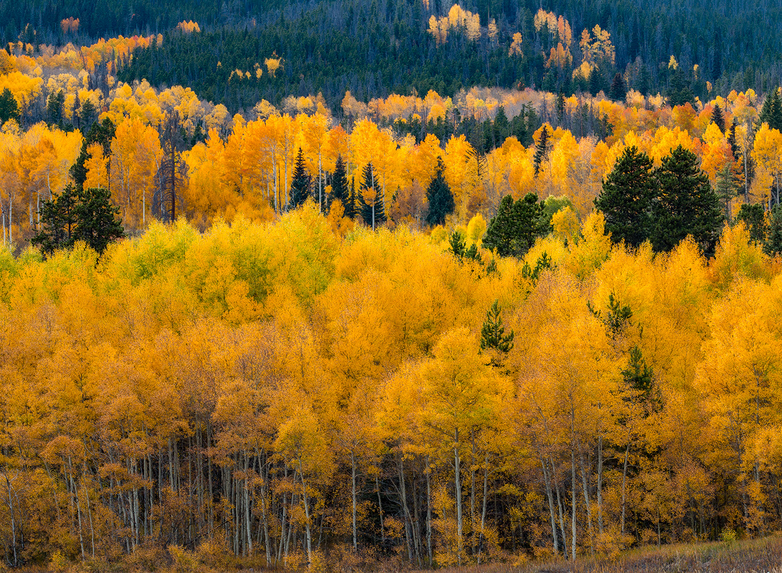 Aspen Splendor