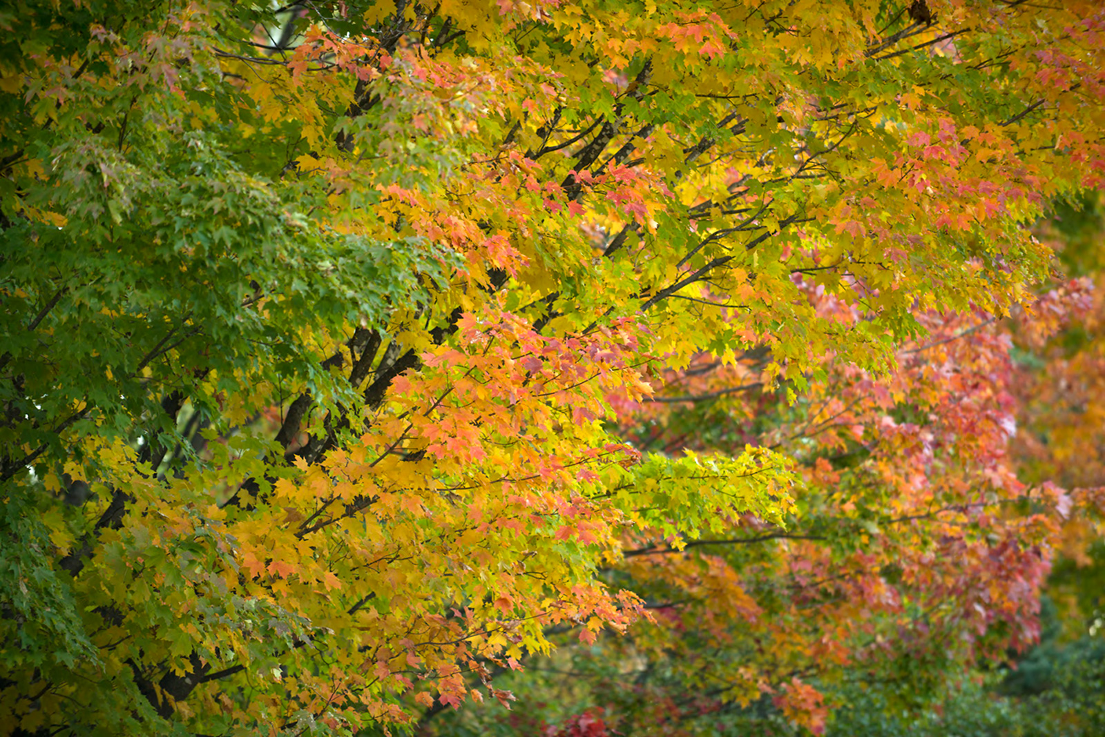 Autumn  splendor