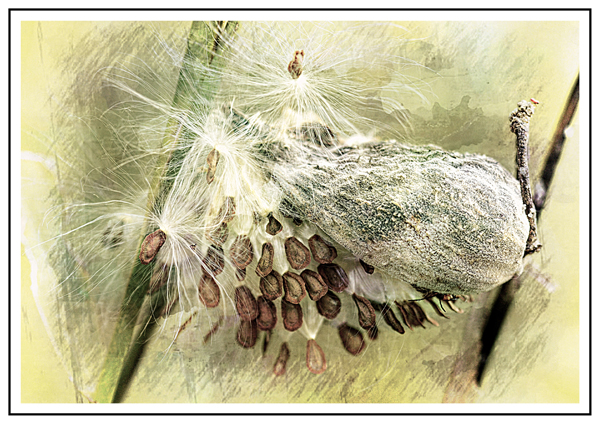 Milkweed Abstract