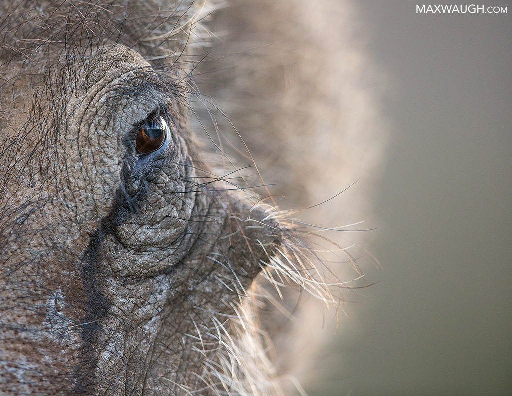 Warthog