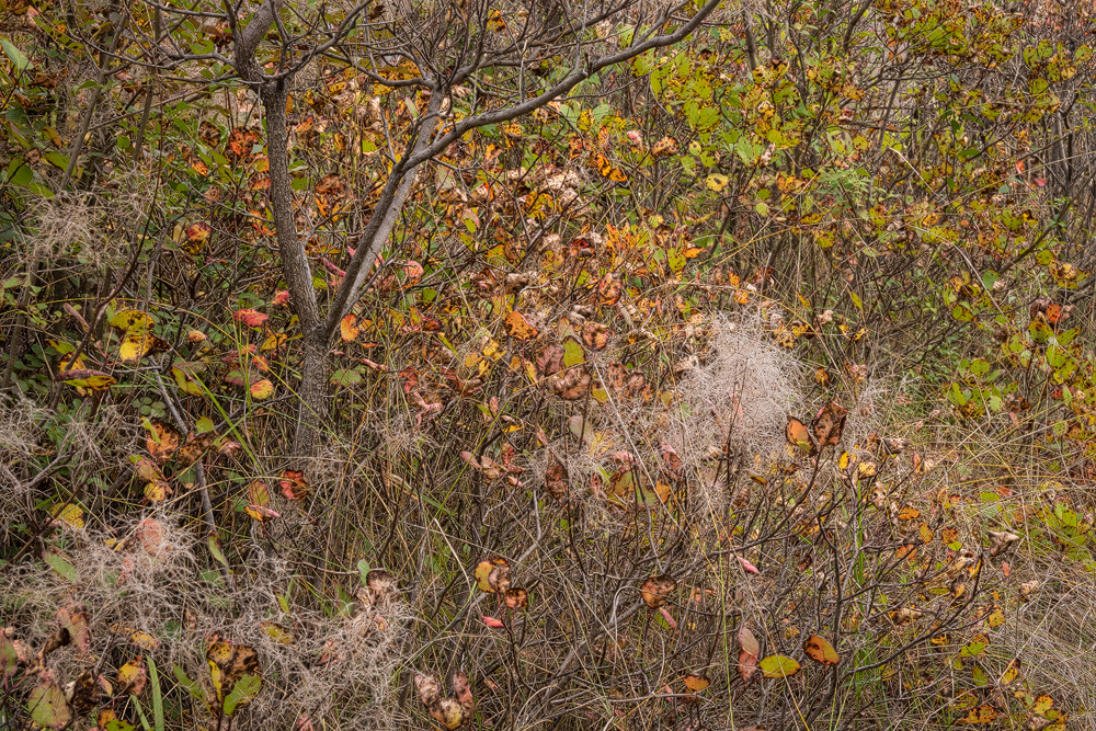 Autumn in Istria I