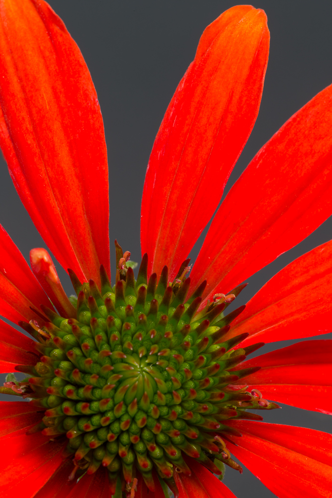 Coneflower II & Redo