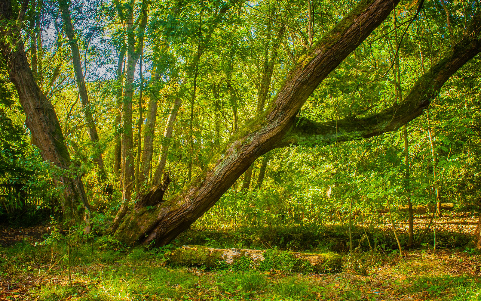 Forked Tree