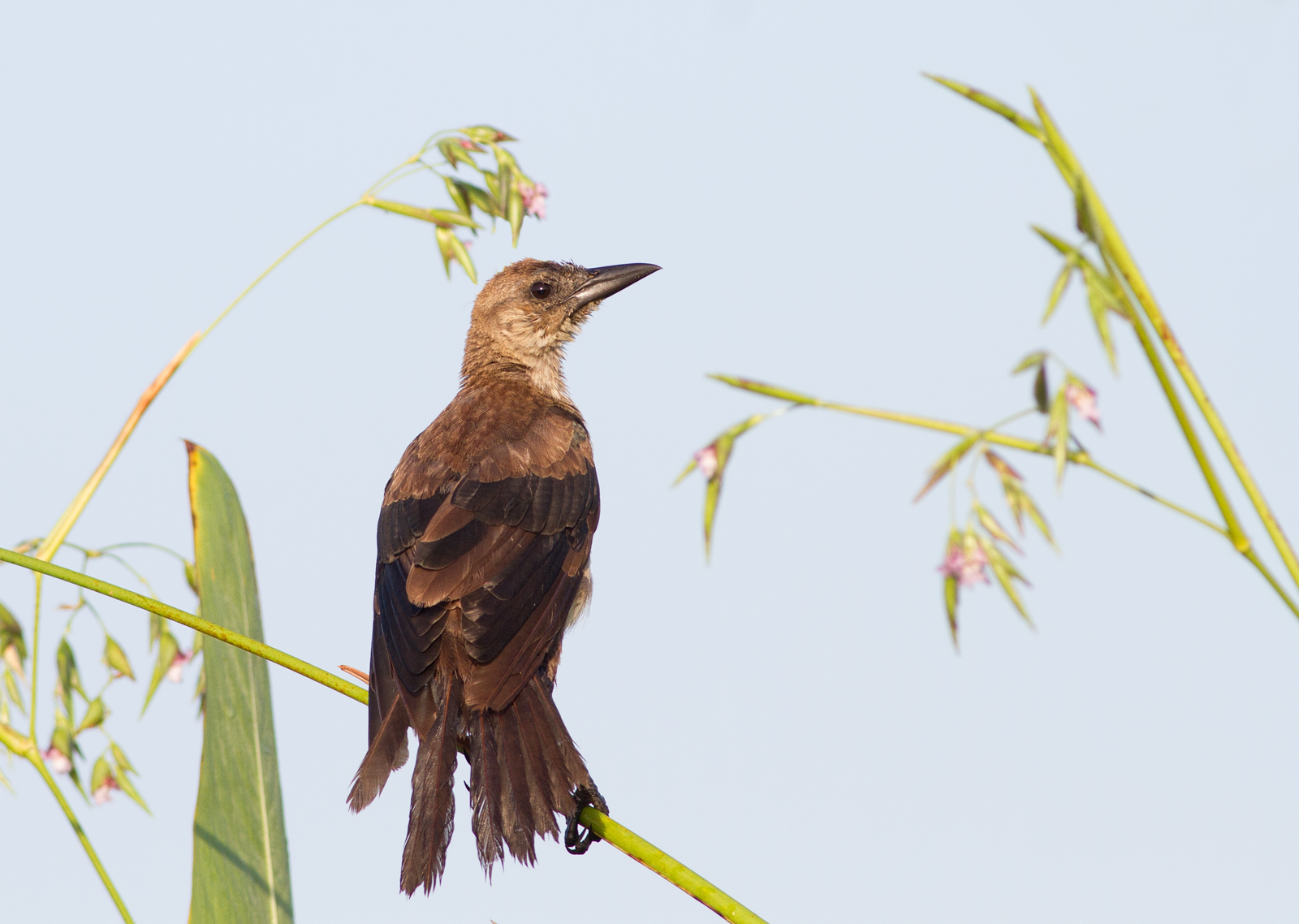 Boat-tailed Grackle