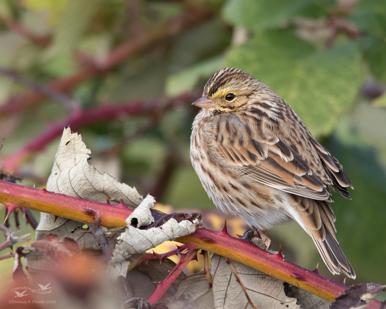 Savannah Sp. & Repost