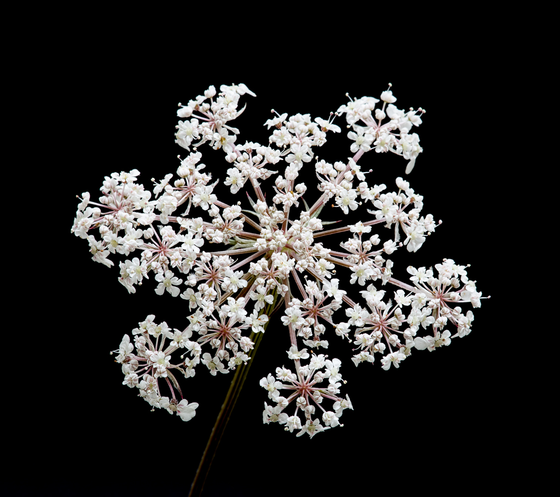 Snowflake