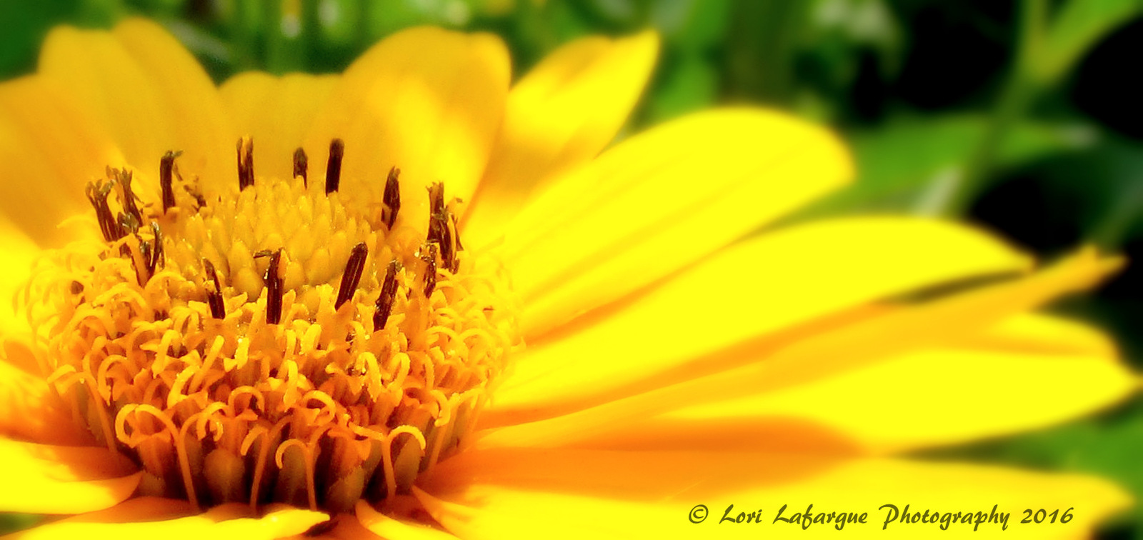 Sunshine Sally