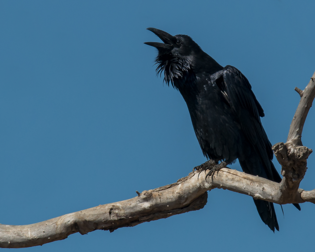 Common Raven