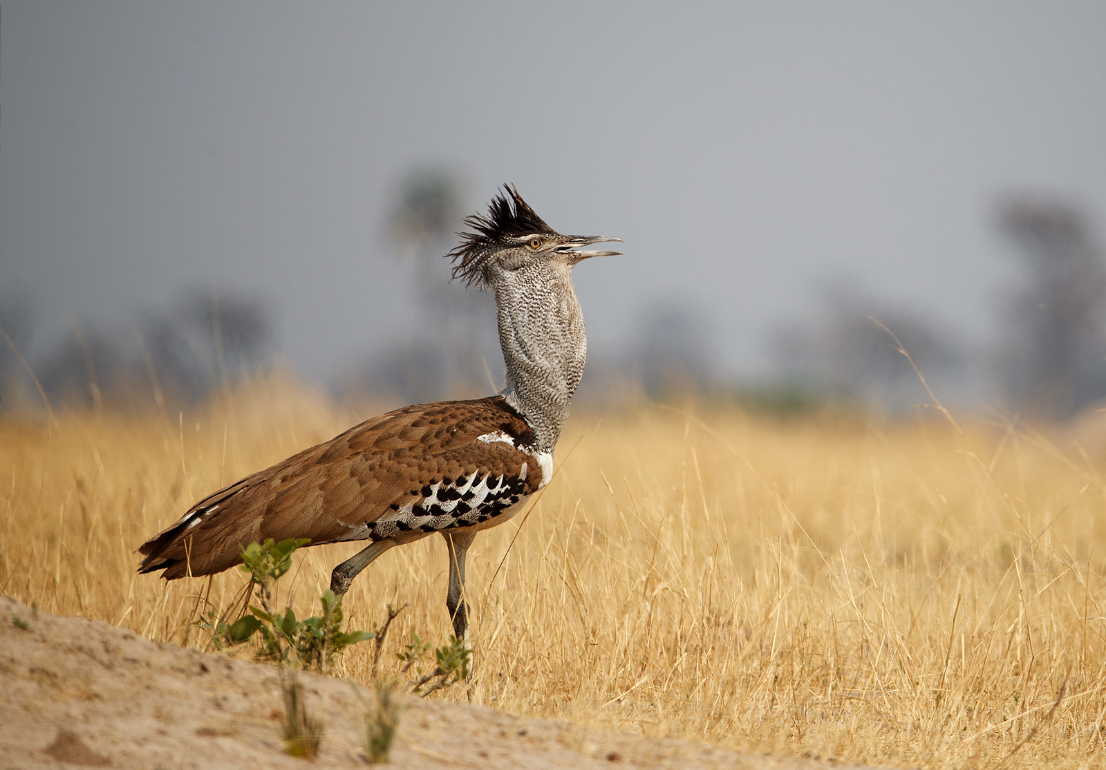 Kori Bustard