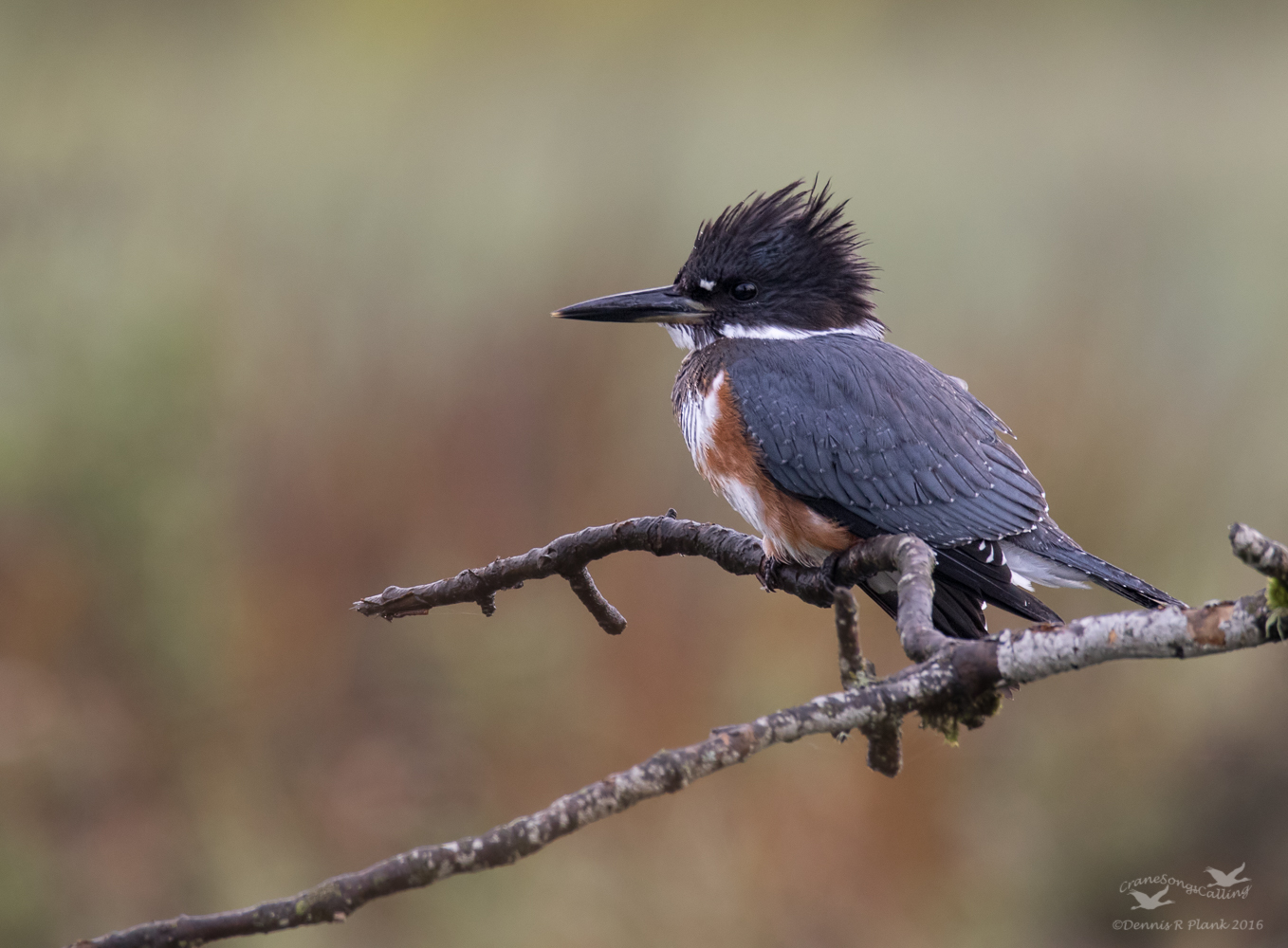 Belted Kingfisher